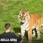 Regno Unito, William Chapman muore dopo essere entrato nel recinto di una tigre, era in cura per schizofrenia