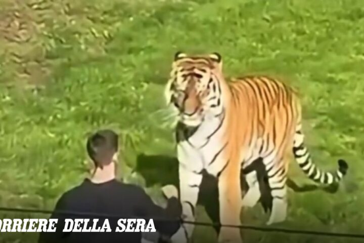 Regno Unito, William Chapman muore dopo essere entrato nel recinto di una tigre, era in cura per schizofrenia