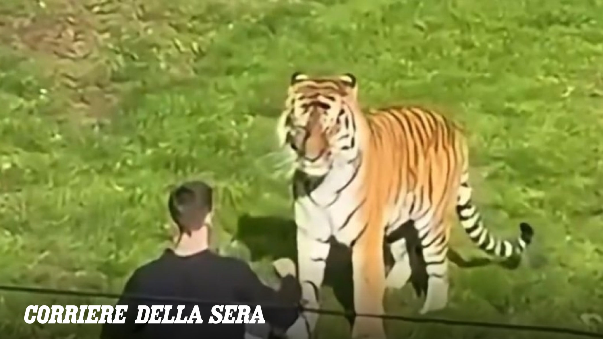 Regno Unito, William Chapman muore dopo essere entrato nel recinto di una tigre, era in cura per schizofrenia