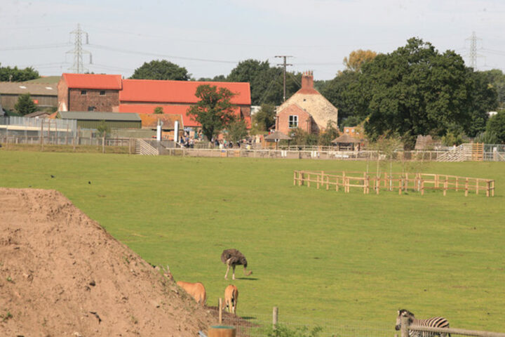 Un uomo entra nel recinto delle tigri nello Yorkshire Wildlife Park e viene ucciso