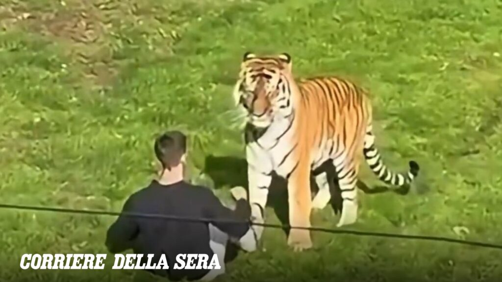 Un uomo muore sbranato da una tigre nello Yorkshire Wildlife Park, Regno Unito