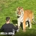 Un uomo muore sbranato da una tigre nello Yorkshire Wildlife Park, Regno Unito