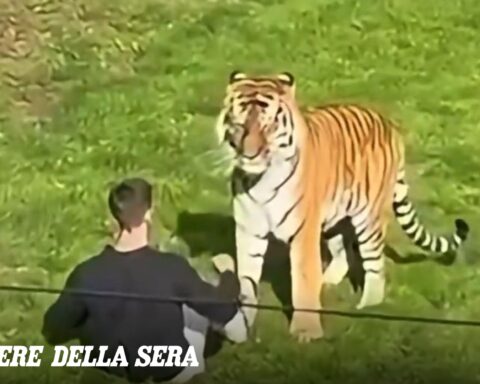 Un uomo muore sbranato da una tigre nello Yorkshire Wildlife Park, Regno Unito