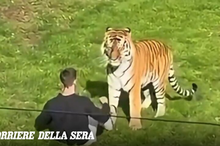 Un uomo muore sbranato da una tigre nello Yorkshire Wildlife Park, Regno Unito