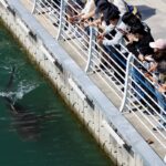 Uno squalo bloccato in un canale a Busan è stato liberato dopo un mese di interventi delle autorità