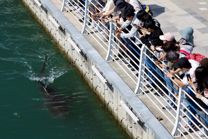 Uno squalo bloccato in un canale a Busan è stato liberato dopo un mese di interventi delle autorità